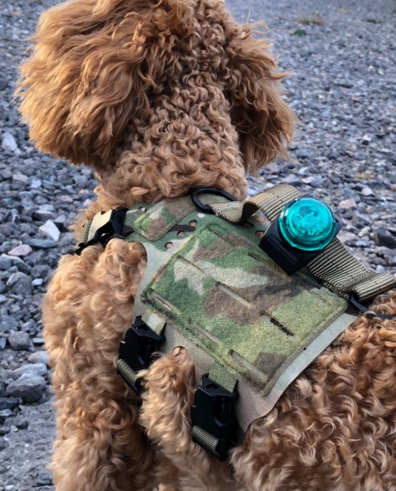 SF1 Clip-on Safety Light